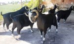 Teke heykeli Honamlı