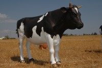 Fiberglass Boğa Heykeli 1