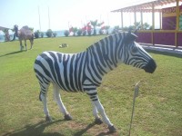Fiberglass Zebra Heykeli